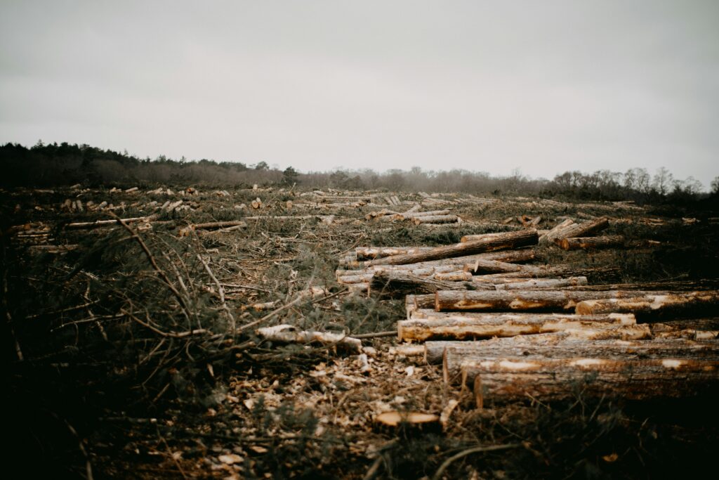 Photo of a clearcut forest representing the 31 million trees cut down per year to meet the United States' demand for toilet paper